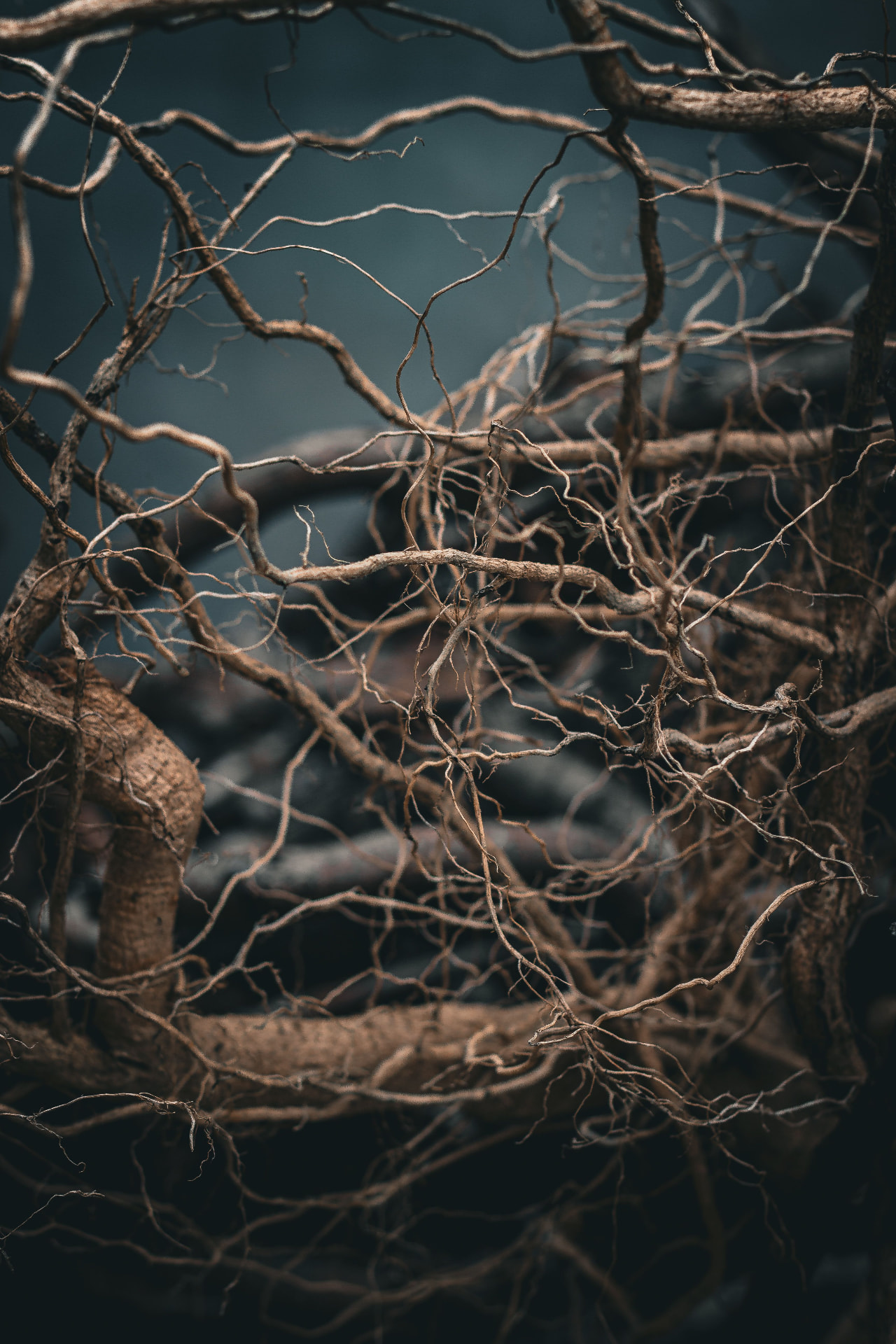 Dark atmospheric roots and earth, placeholder for the House 137 welcome video